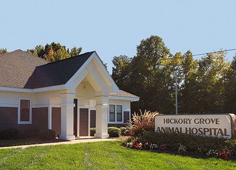 Veterinarian Charlotte, Matthews, Indian Trail - Hickory Grove Animal  Hospital