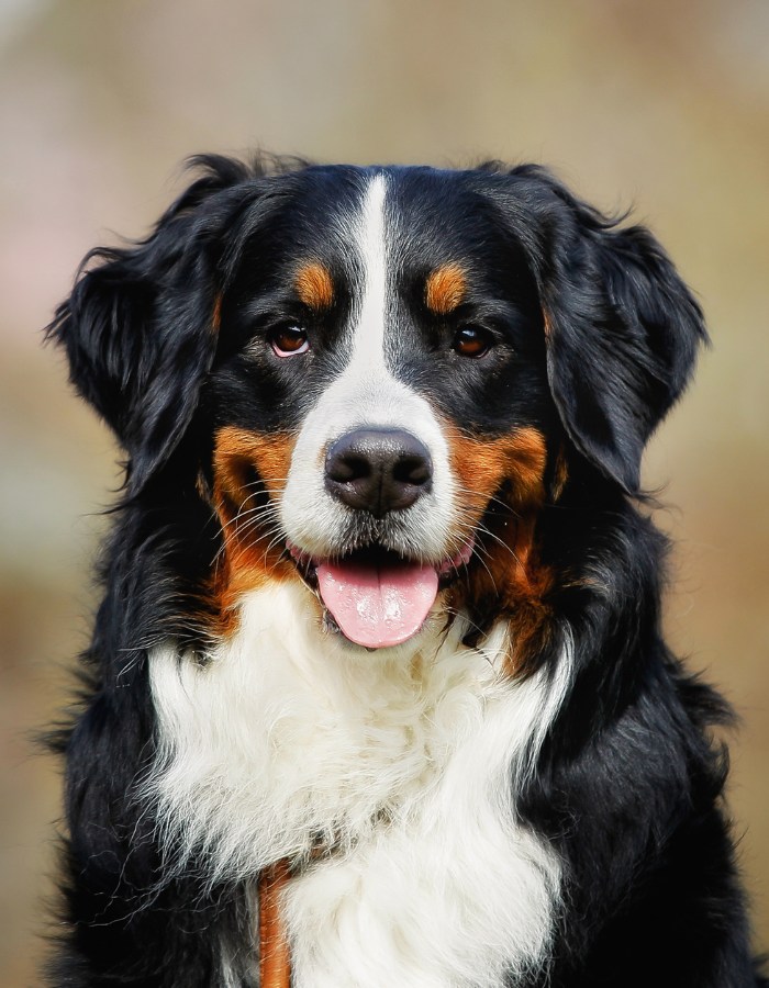 Bernese Mountain Dog with tongue out smiling