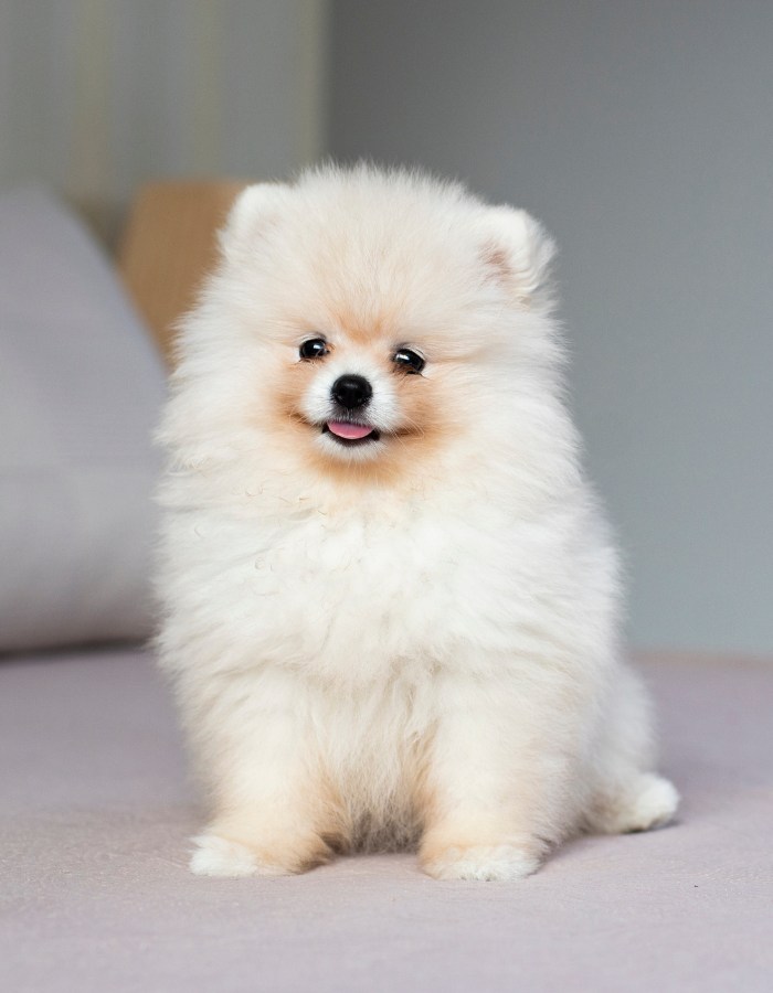 Fluffy Pomeranian puppy sitting indoors