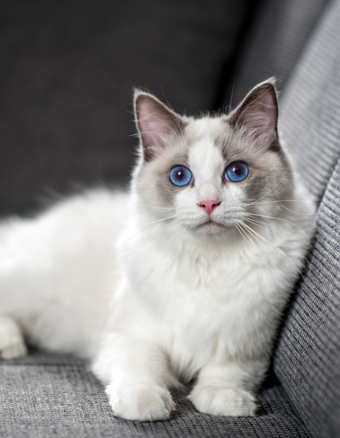 A Ragdoll cat relaxing on a sofa