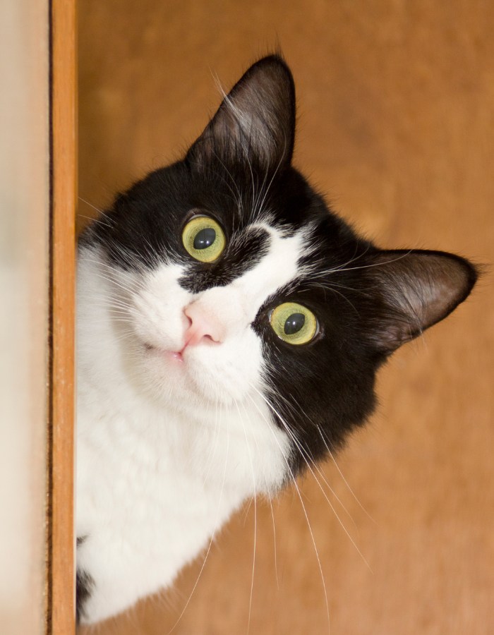 A curious and playful cat looking out of a closet