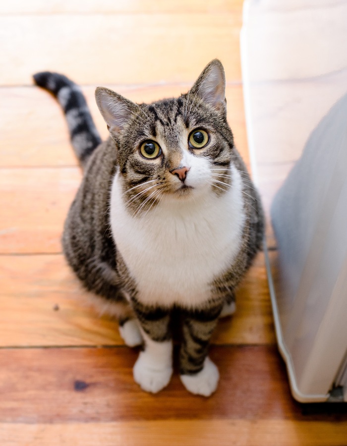 gray and white cat sitting on a wood floor looking up