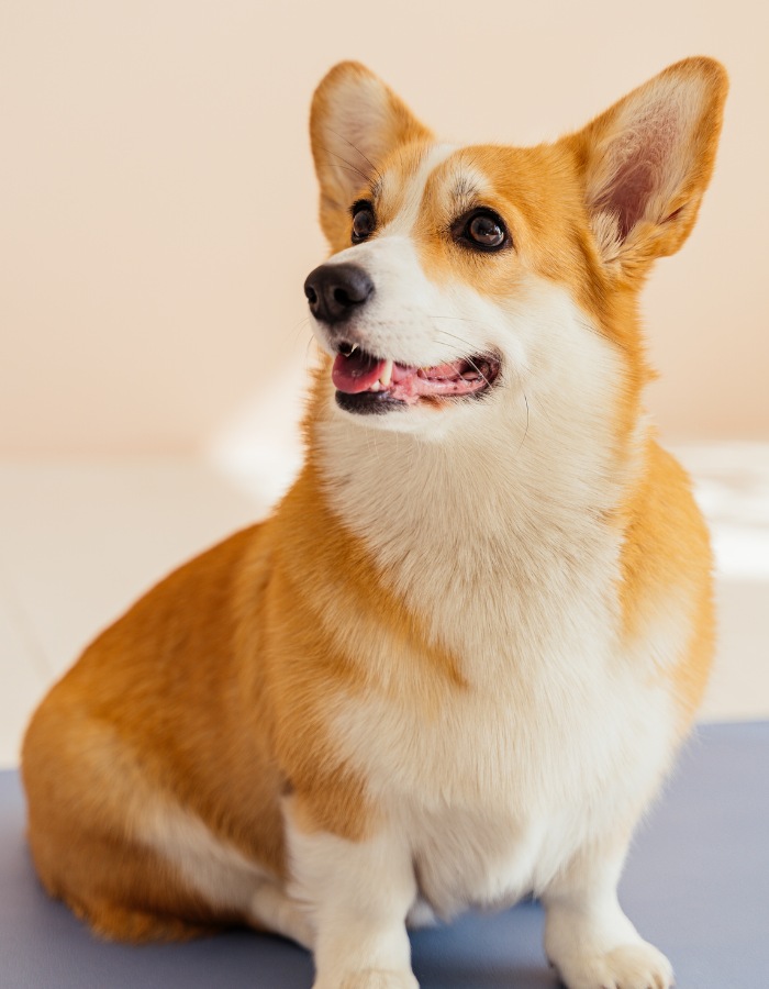 Closeup image of a Corgi dog