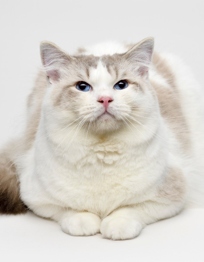 Beautiful Ragdoll cat looking up