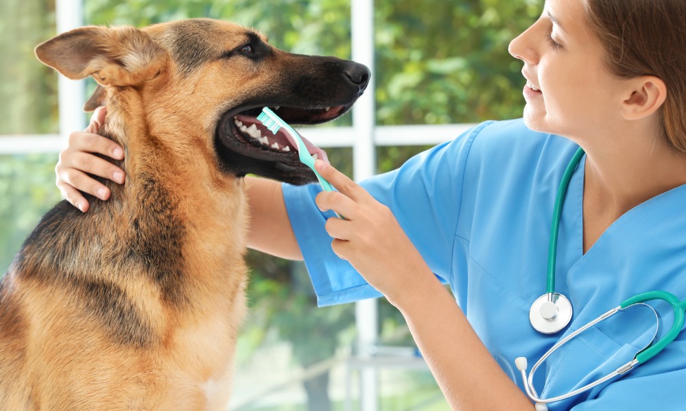 A vet cleaning a dog's teeth with a toothbrush