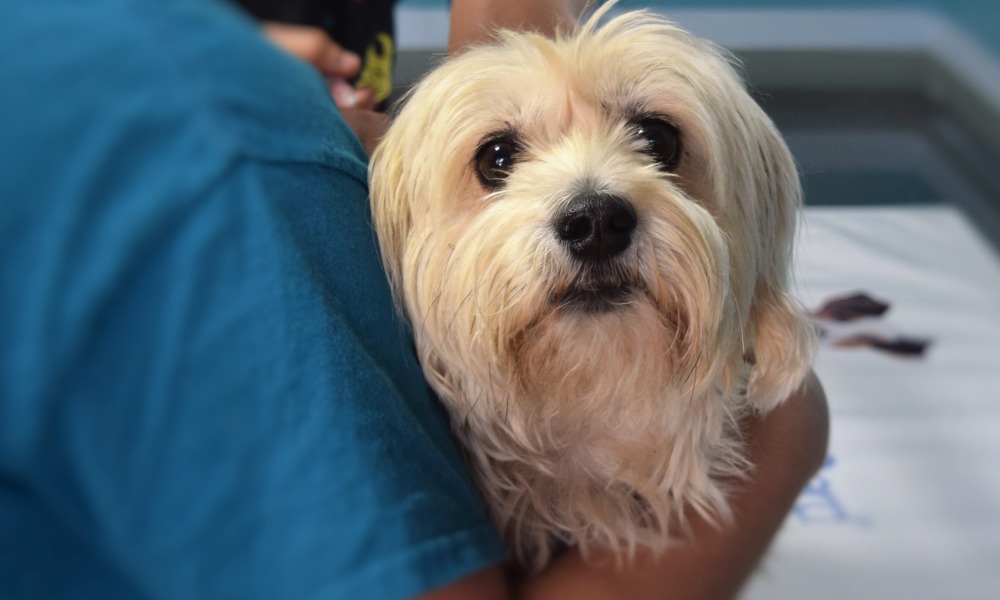 Vet holding a dog and examining it