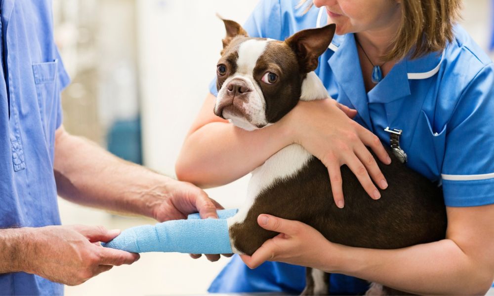 Vet staff wrapping bandage around a dog's leg