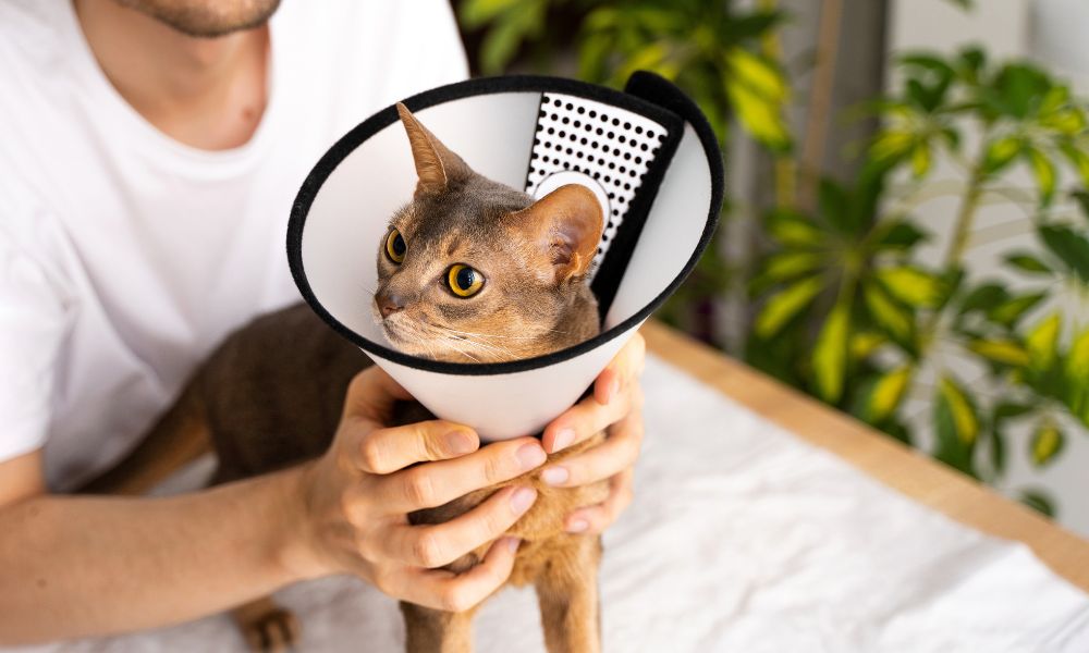 A person gently holding a cat with surgery collar